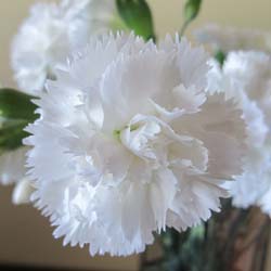 Dianthus White